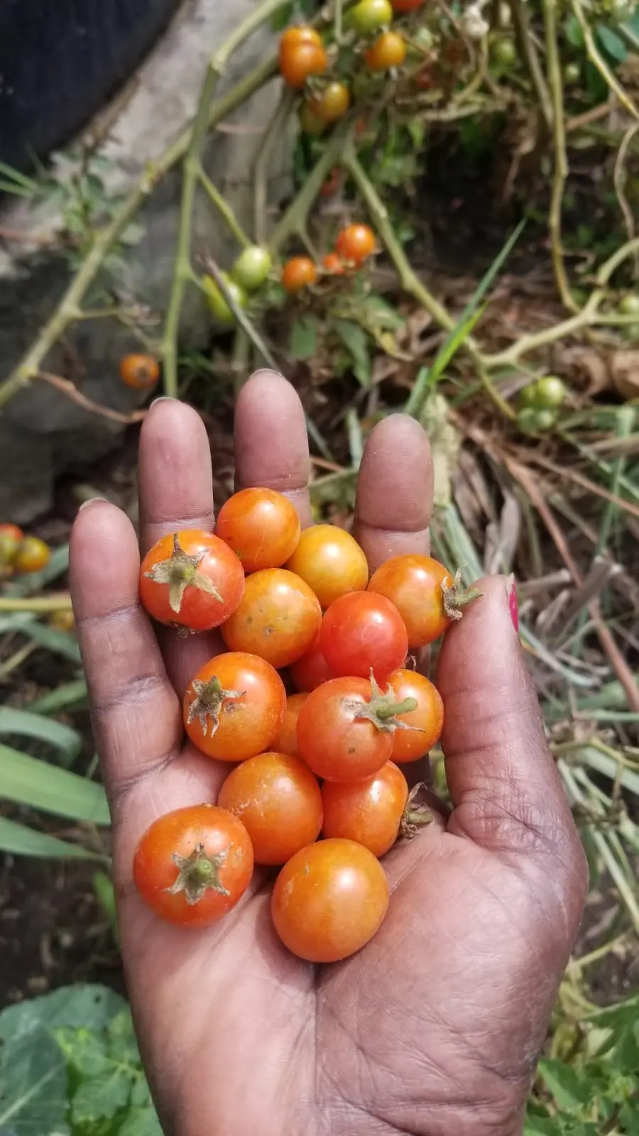 Smart farming