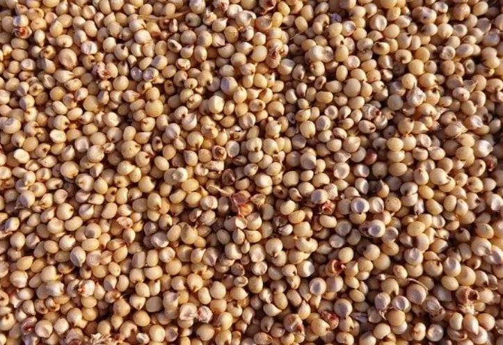 Sorghum supplier image